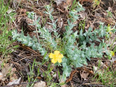 Hypericum cerastoides