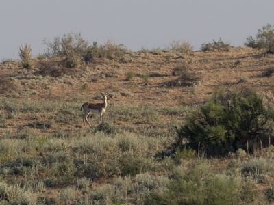 Goitered Gazelle / Kropgazelle / Gazella subgutturosa