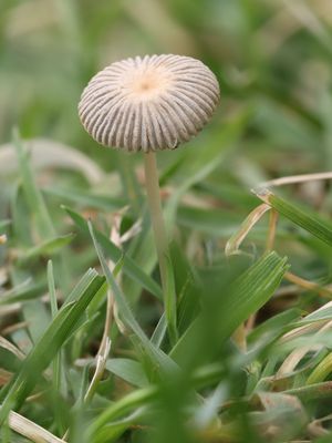 Parasola plicatilis / Gewoon plooirokje / Pleated Inkcap