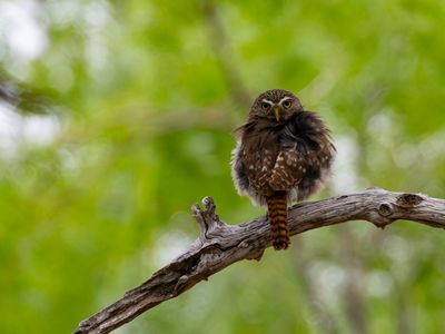 Ferruginous Pygmy Owl / Braziliaanse dwerguil / Glaucidium brasilianum
