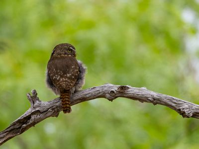Ferruginous Pygmy Owl / Braziliaanse dwerguil / Glaucidium brasilianum