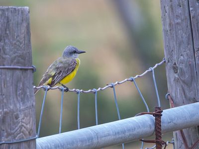 Tropical Kingbird / Tropische koningstiran / Tyrannus melancholicus