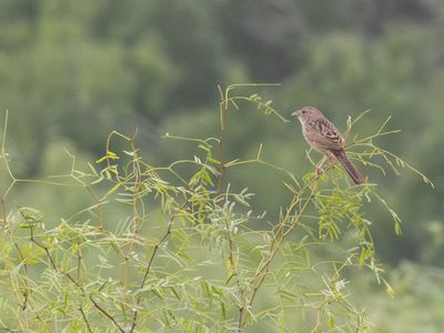 Botteriss Sparrow / Botteri's gors / Peucaea botterii