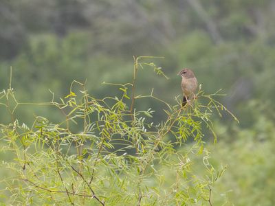 Botteriss Sparrow / Botteri's gors / Peucaea botterii