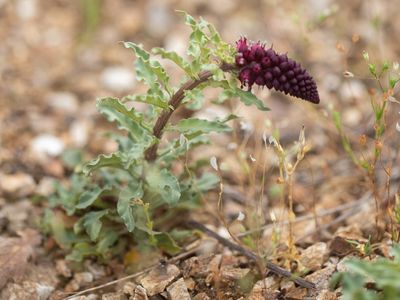 Lysimachia atropurpurea