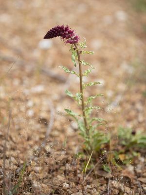 Lysimachia atropurpurea