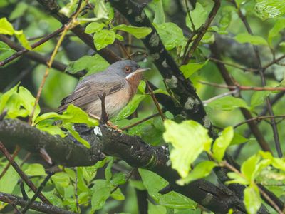 Balkan baargrasmus / Eastern Subalpine Warbler / Curruca cantillans