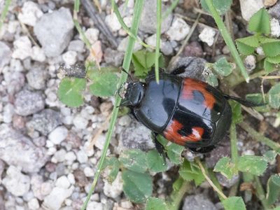 Spiegelkevers / Clown Beetles / Histeridae