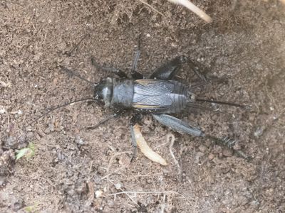 Kleine veldkrekel / Melanogryllus desertus