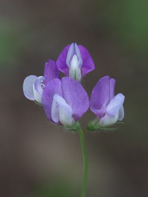 Vlinderbloemenfamilie / Fabaceae