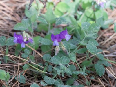 Lathyrus laxiflorus