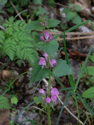 Gevlekte dovenetel / Spotted Dead-nettle / Lamium maculatum
