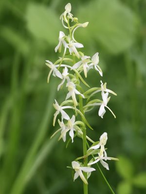 Platanthera bifolia / Welriekende nachtorchis / Lesser Butterfly-orchid