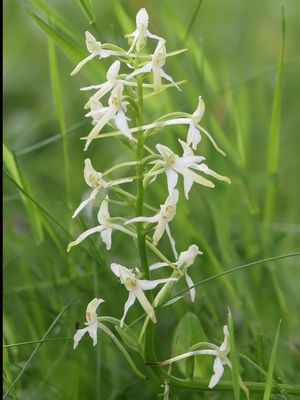 Platanthera bifolia / Welriekende nachtorchis / Lesser Butterfly-orchid