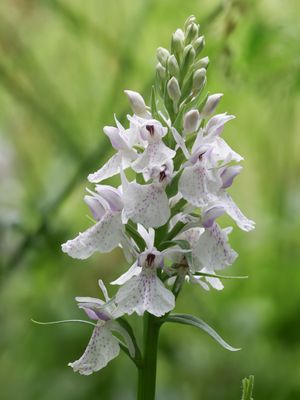 Dactylorhiza maculata / Gevlekte orchis / Heath Spotted-orchid