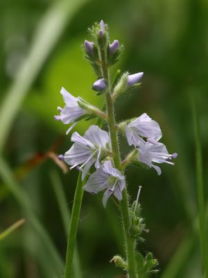 Mannetjesereprijs / Heath Speedwell / Veronica officinalis