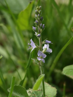 Mannetjesereprijs / Heath Speedwell / Veronica officinalis