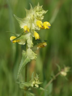 Grote ratelaar / Greater Yellow-rattle / Rhinanthus angustifolius