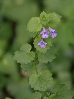Hondsdraf / Ground-ivy / Glechoma hederacea