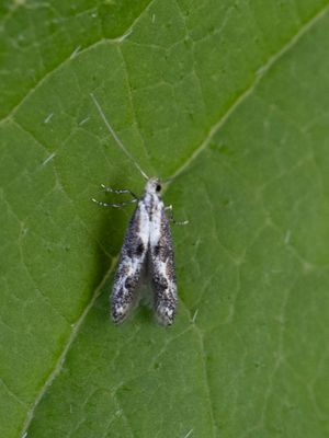 Klinknagelmotten / Agonoxenidae