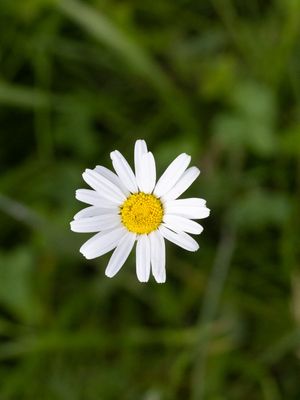 Reukeloze kamille / False Mayweed / Tripleurospermum maritimum