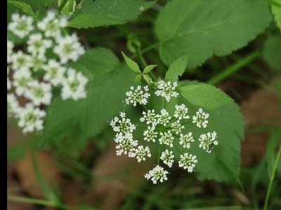 Zevenblad / Ground Elder / Aegopodium podagraria