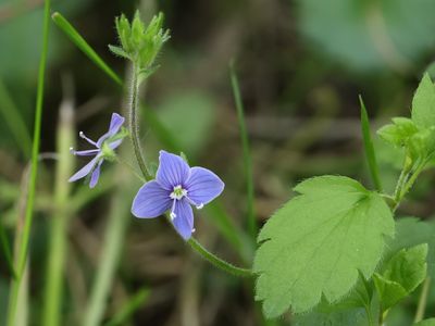 Gewone ereprijs / Germander Speedwell / Veronica chamaedrys