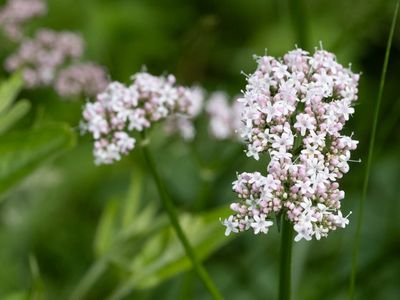 Echte valeriaan / Valerian / Valeriana officinalis