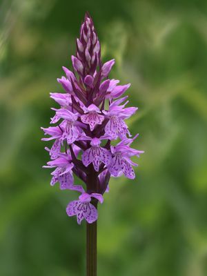 Orchideenfamilie / Orchidaceae
