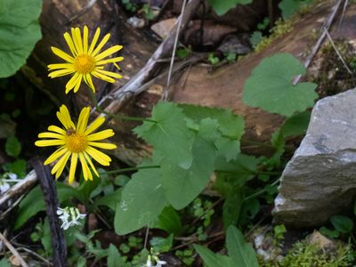 Kale voorjaarszonnebloem / Eastern Leopard's bane / Doronicum columnae