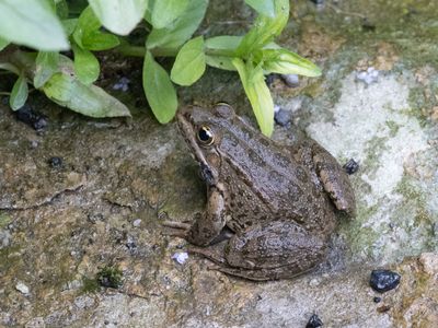 Meerkikker / Marsh frog / Pelophylax ridibundus