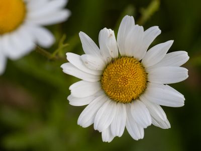 Margriet / Ox-eye Daisy, / Leucanthemum vulgare