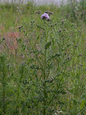 Akkerdistel / Creeping Thistle /  Cirsium arvense