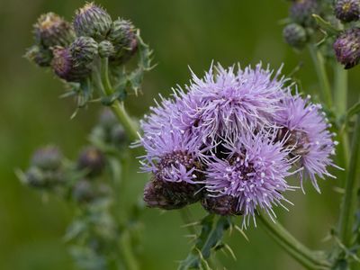 Akkerdistel / Creeping Thistle /  Cirsium arvense