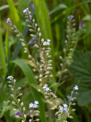 Ruwbladigenfamilie / Boraginaceae