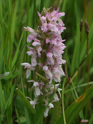 Dactylorhiza incarnata / Vleeskleurige orchis / early marsh-orchid
