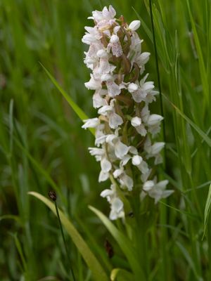 Dactylorhiza incarnata / Vleeskleurige orchis / early marsh-orchid