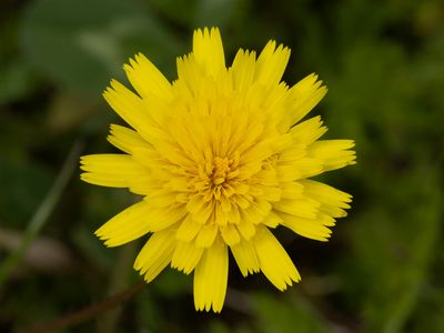 Kleine leeuwentand / Lesser hawkbit / Leontodon saxatilis
