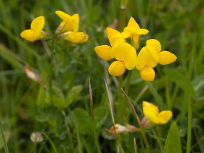 Gewone rolklaver / Common Bird's-foot Trefoil / Lotus corniculatus