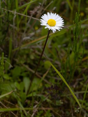 Madeliefje / Daisy / Bellis perennis