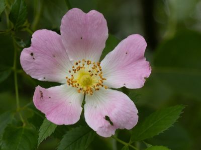 Hondroos / Dog Rose / Rosa canina