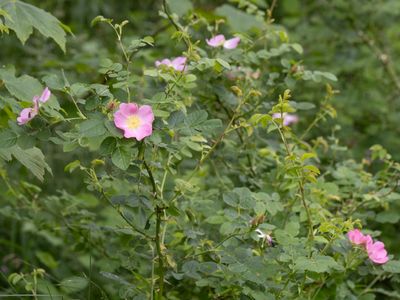 Hondroos / Dog Rose / Rosa canina