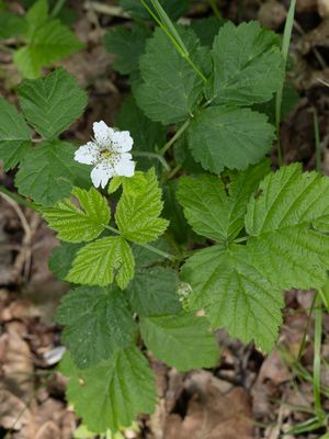 Dauwbraam / European Dewberry / Rubus caesius