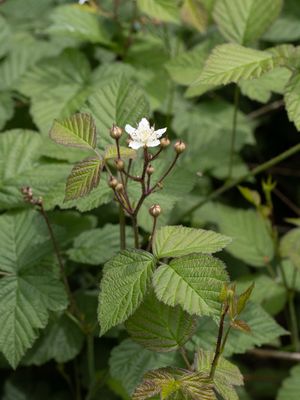 Dauwbraam / European Dewberry / Rubus caesius