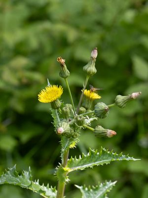 Gekroesde melkdistel / Prickly Sow-thistle / Sonchus asper
