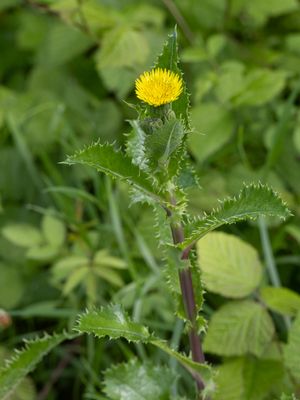 Gekroesde melkdistel / Prickly Sow-thistle / Sonchus asper