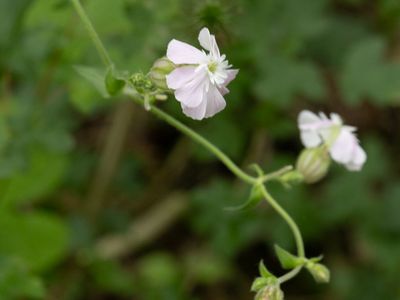 Avondskoekoeksbloem / White Campion / Silene latifolia