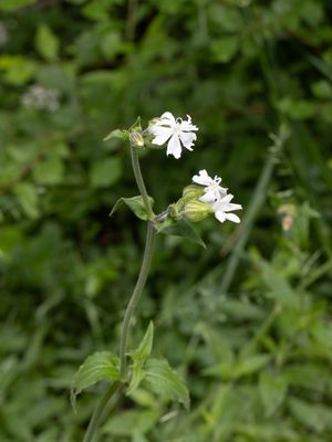 Avondskoekoeksbloem / White Campion / Silene latifolia