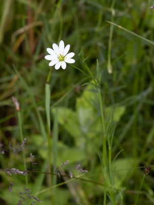 Zeegroene muur / Marsh Stitchwort /  Stellaria palustris