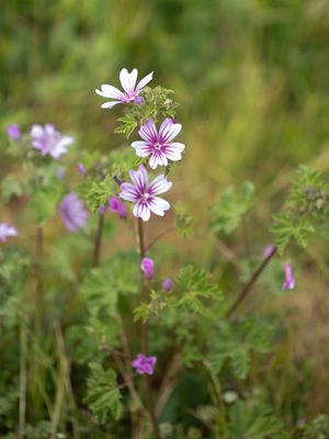 Groot kaasjeskruid / Common Mallow / Malva sylvestris